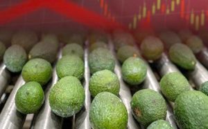 Exportaciones de aguacate caen 25% en primera mitad de 2026