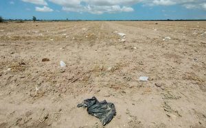 Se desploma hasta 60% la renta de parcelas en Sonora