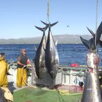 Las larvas de atún rojo son vulnerables al calentamiento del mar Mediterráneo