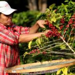 Brasil exporta un 15 % menos de café en el último año