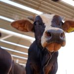 Trump firma un decreto para hacer frente a altos precios de la carne de vacuno en EU