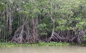 México perdió más de 27 mil has. de manglar en cinco años