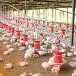 Importaciones de pechuga de pollo de Brasil amenazan el empleo, inversión y desarrollo rural en México: UNA