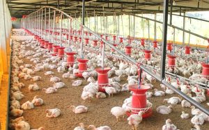 Importaciones de pechuga de pollo de Brasil amenazan el empleo, inversión y desarrollo rural en México: UNA