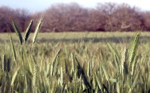 Publica Sader reglas de operación para comercialización de trigo