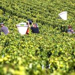 Sector del vino se pone a prueba con la vendimia más adelantada en Europa