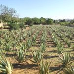 España lidera el cultivo de aloe vera en Europa 