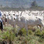 Unión Europea veta la entrada de carne de Brasil