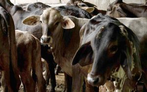 Falta de información afectan acciones de ganaderos contra el gusano barrenador en Chiapas