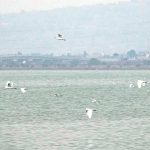 Contaminación y cambio climático amenazan a los lagos
