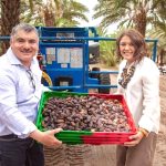 Inicia temporada de cosecha del dátil en el Valle de Mexicali