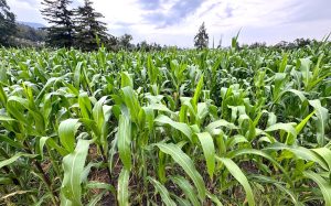 Destinarán 88 mil mdp al sector agrícola, 13.4% más que el año anterior