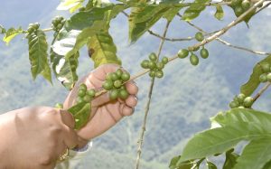 Tamaulipas y Sader destinan más de 103 mdp al combate de plagas de alimentos y animales