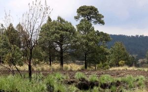 Riqueza forestal de México registra pérdida total de un millón 67 mil hectáreas 