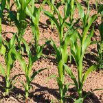 Gestiona SADER apoyos para productores de maíz en Baja California