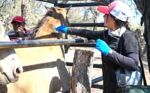 Inspecciona Sade sureste mexicano para detectar gusano barrenador