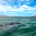 Ponen autoridades reglas al nado con tiburón ballena
