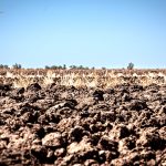 Agricultores sin créditos, precio ni agua para producir