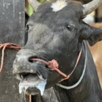 Descarta SADER fiebre aftosa en bovino en Agua Prieta, Sonora