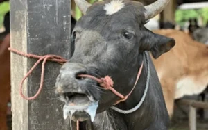 Descarta SADER fiebre aftosa en bovino en Agua Prieta, Sonora