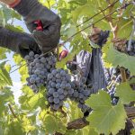 Vendimia 2026 española alcanzará los 34 millones de hectolitros