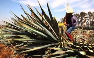 Ha aumentado 92% en 6 años el área para cultivar agave en Jalisco