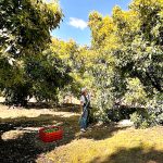 Concluye primera fase de registro del CLA para el aguacate mexicano