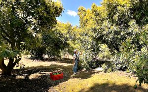 Concluye primera fase de registro del CLA para el aguacate mexicano