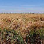 Recibirán 406 productores del Valle de Mexicali apoyos compensatorios