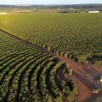 Apuesta agrícola de Brasil, de potencia alimentaria a referente tecnológico