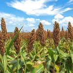 Sorgo de Sinaloa para China necesitaría precio de al menos $5 mil por tonelada: Productores
