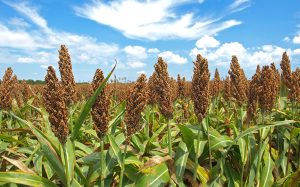 Sorgo de Sinaloa para China necesitaría precio de al menos $5 mil por tonelada: Productores