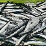 El Niño recorta en Perú la pesca industrial