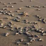 AL registra caída de 95% en poblaciones de fauna silvestre