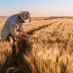 Mercado mundial del trigo; menos demanda e inventario