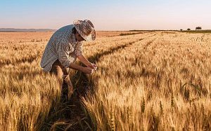 Mercado mundial del trigo; menos demanda e inventario