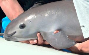 Gobierno refuerza restricciones a la pesca en Golfo de California