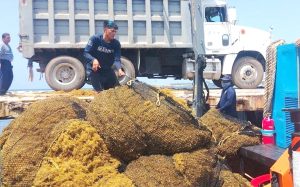 Sargazo en el Caribe llega a 35 millones de toneladas en 2026